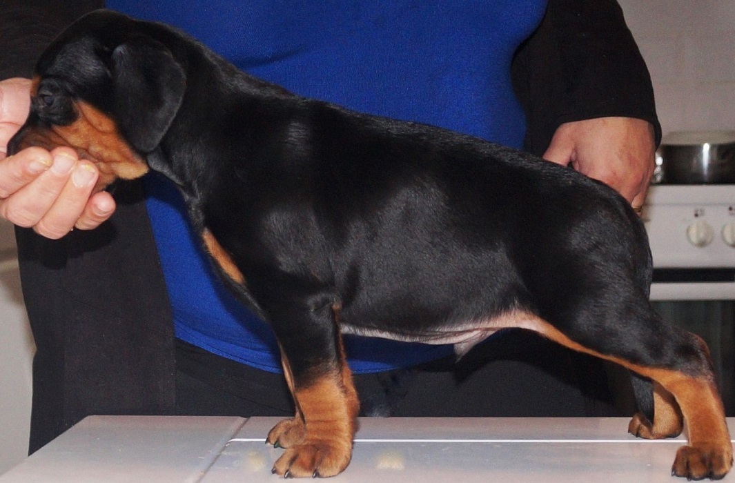 Pinscher * Xélanc Beauty Blitz 5 veckor